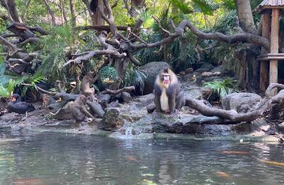 拼多多或成中国第一大公司