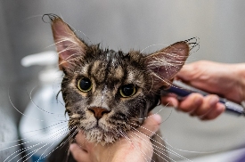 uploads/1114/176310244781874999.png B.png