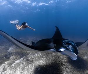 印尼纳闽巴霍TA’AKTANA豪华精选水疗度假酒店推出魅力蝠鲼季探索之旅