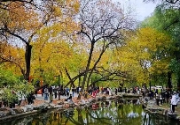 蘋香榭画秋