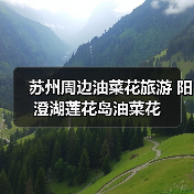 苏州周边油菜花旅游 阳澄湖莲花岛油菜花 苏州周边油菜花旅游 阳澄湖莲花岛油菜花