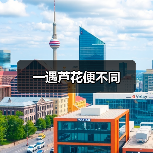 一遇芦花便不同（图4）