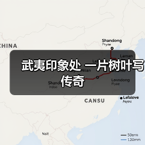 武夷印象处 一片树叶写传奇（图3）