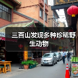 三百山发现多种珍稀野生动物(图4) 三百山发现多种珍稀野生动物(图4)