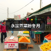 永定芥菜盼冬月(图1) 永定芥菜盼冬月(图1)