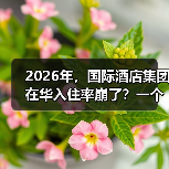 2026年，国际酒店集团在华入住率崩了？一个前业主的血泪观察（图2）